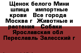 Щенок белого Мини шпица , импортные крови - Все города, Москва г. Животные и растения » Собаки   . Ярославская обл.,Переславль-Залесский г.